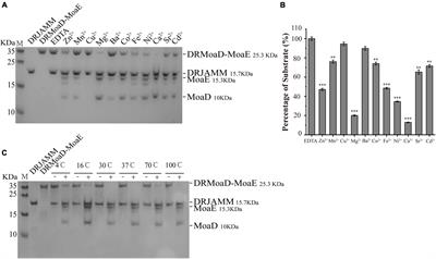 DRJAMM Is Involved in the Oxidative Resistance in Deinococcus radiodurans